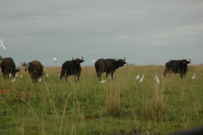 3-Day Murchison Falls National Park - Adventure Safari - Arrival and Departure Details
