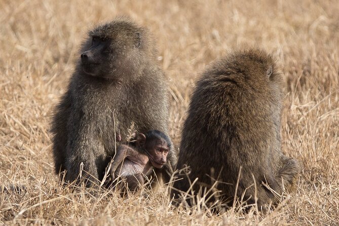 3 Day Private Serengeti Safari Tour With One Way Flight - Customer Reviews