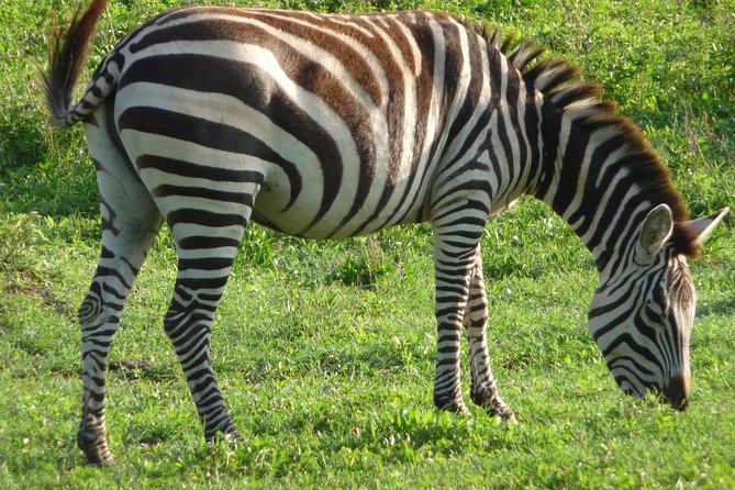 3 Days Amzing Safari in Tarangire and Nngorongoro - Booking Information