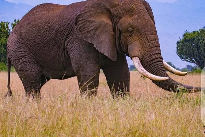 3 Days Best of Queen Elizabeth National Park Wildlife Tour - Tour Activities