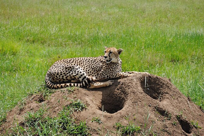 3 Days Big Five Unforgetable Lodging Tanzania Safari - Memorable Lodging Experiences