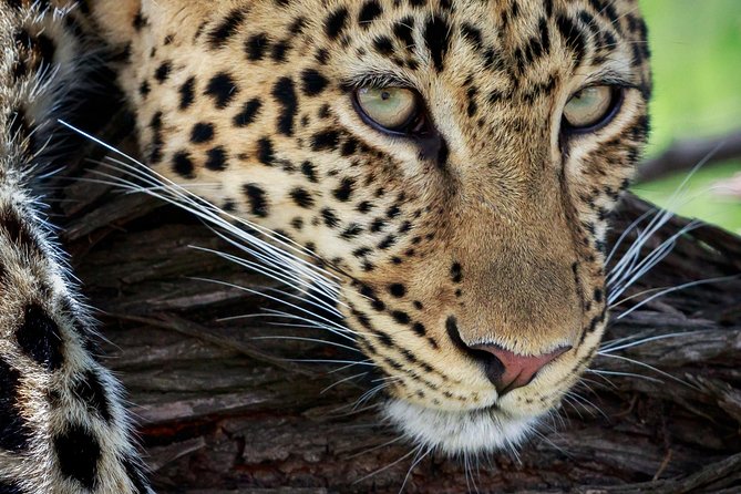 3 Days Luxury Lodge Safari in Tanzania - Frequently Asked Questions