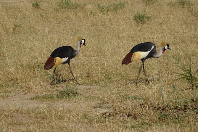 3 Days Murchison Falls Park Uganda - Accommodations and Meals