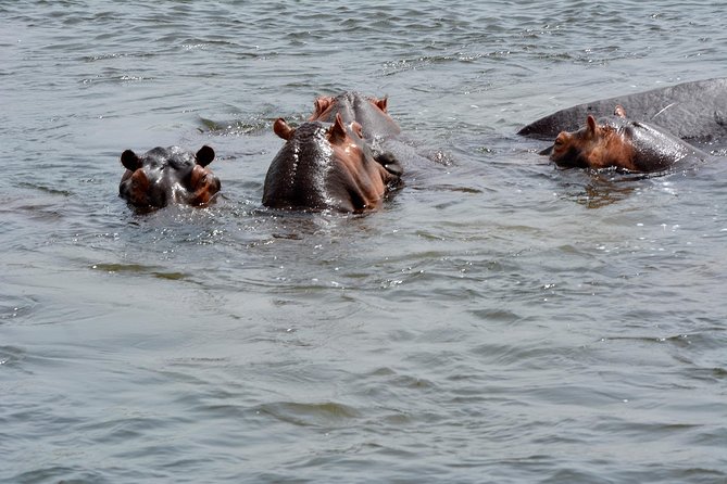 3 Days Murchison Falls Wildlife Safari - Itinerary Day 2