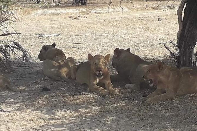 3 Days Selous Game Reserve Fly From Zanzibar - Customer Reviews and Feedback