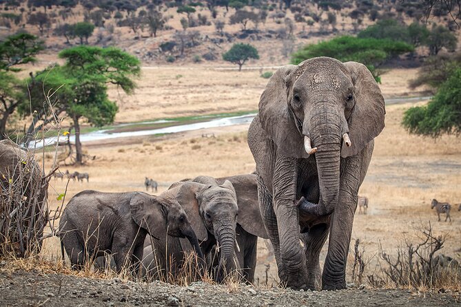 3 Days Serengeti and Ngorongoro Crater Safari From Mwanza to Arusha - Traveler Testimonials