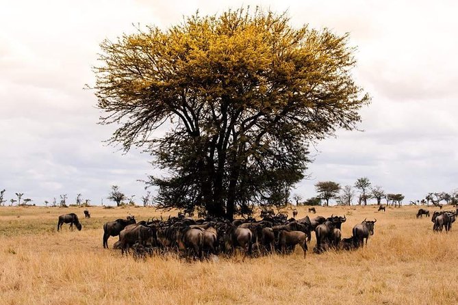 3 Days Tarangire, Ngorongoro & Lake Manyara Package - Traveler Reviews and Ratings
