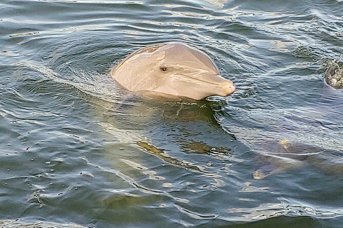 3-Hour St Pete Private Water Adventure Tour for 6 Guests - Getting There