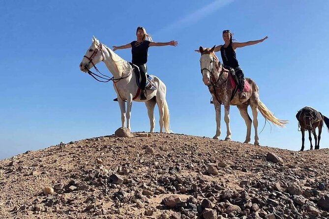 3 Hours Swimming By Horse in Red Sea Riding on the Beach and Dessert - Hurghada - Customer Feedback