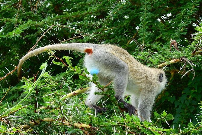3DAYS Safari to Tarangire Ngorongoro and Manyara Lodge Safari - Meeting Point and Communication