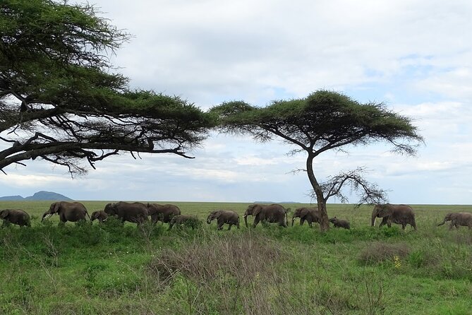 4-Day Camping on the Big Five Private Safari - Cancellation Policy