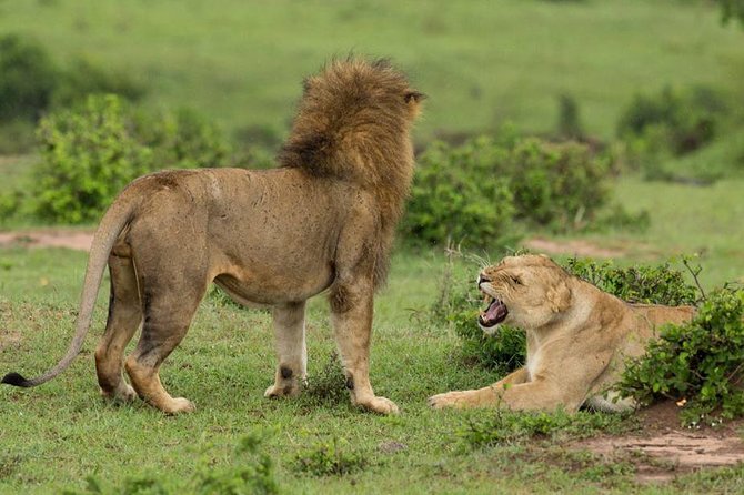 4-Day Maasai Mara and Lake Nakuru Safari From Nairobi - Inclusions and Exclusions of the Safari