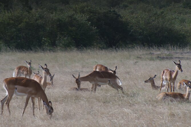 4-Day Masai Mara - Luxury Private Safari (Jeep) - Highlights of the Masai Mara