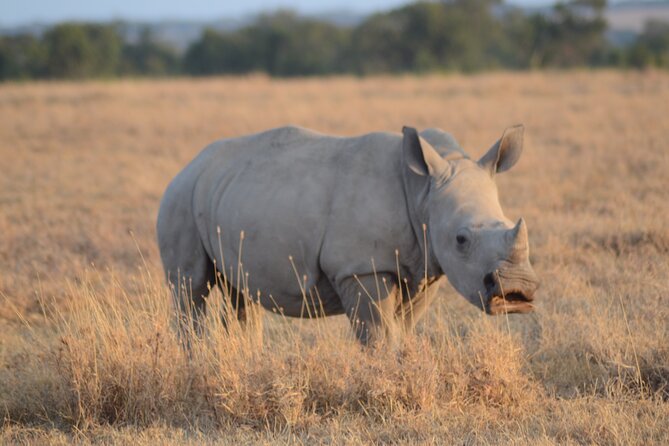 4 Day Private Masai Mara Flight Safari Tour From Nairobi - Traveler Testimonials