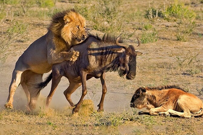 4-Day Private Tour in Masai Mara - Traveler Reviews