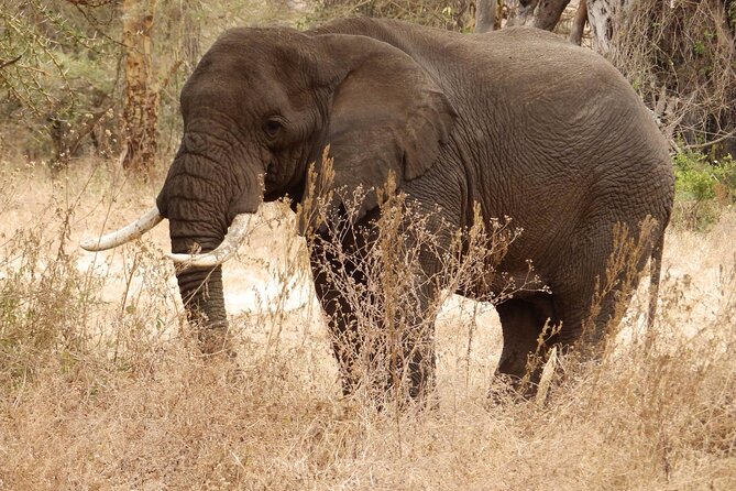 4-Day Safari From Arusha: Tarangire, Serengeti and Ngorongoro - Optional Activities