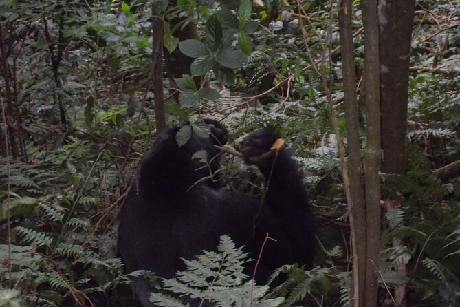 4 Days Gorilla and Chimps Trek Safari - Health and Safety Considerations