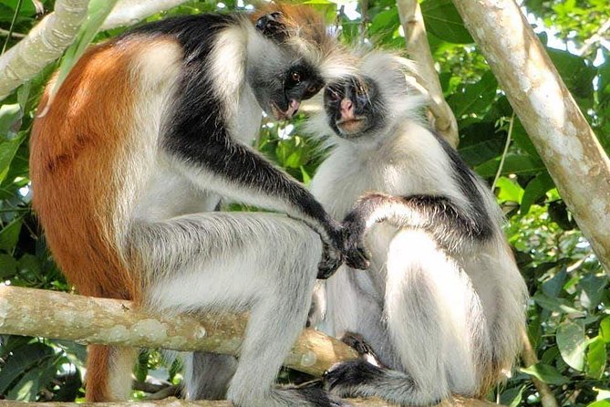 4 Days Joined Group Safari Serengeti,Ngorongoro and Tarangire National Parks - Important Travel Considerations