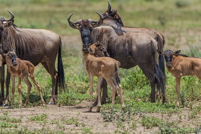 4 Days Lodges Serengeti, Ngorongoro Crater & Visiting Maasai - Frequently Asked Questions