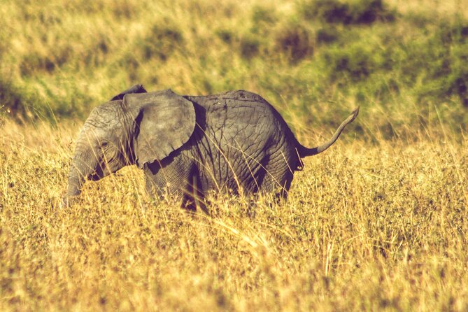4 Days Tanzania Safari - Booking Process