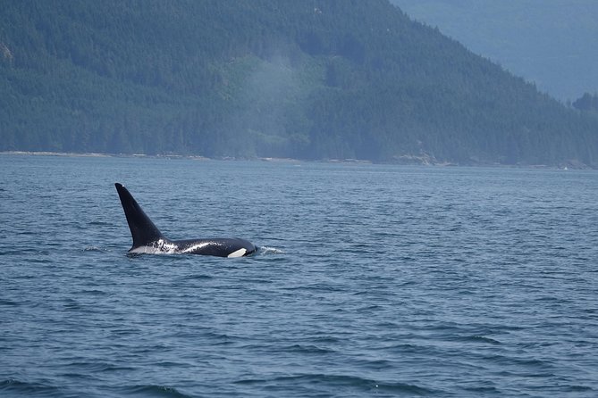 4 Hour Zodiac Whale and Wildlife Tour - Accessibility Information
