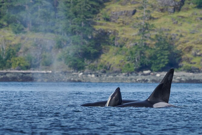 4 Hr Into the Wild Whales & Wildlife Adventure - Guest Reviews