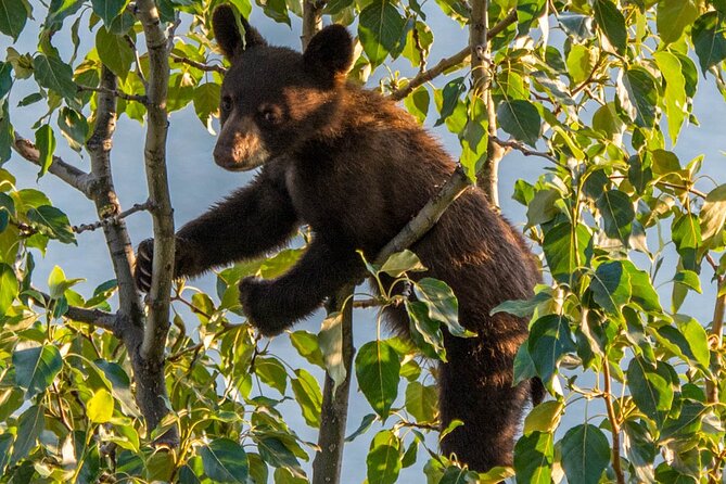 5.5-Hour Jasper Wildlife and Waterfalls Tour With Maligne Lake Cruise From Jasper - Traveler Reviews