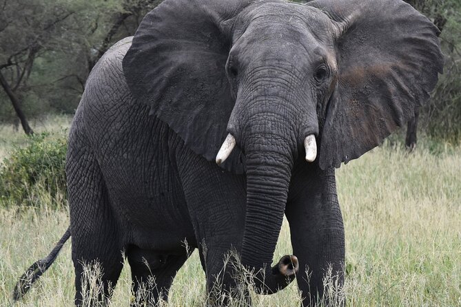 5-Day Private Safari in Serengeti Np & Ngorongoro Crater - Packing and Preparation