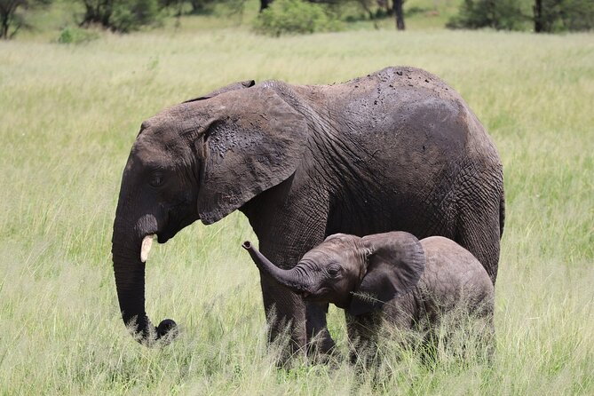5-Day Private Safari in the Serengeti With Accommodation - Why Choose This Tour