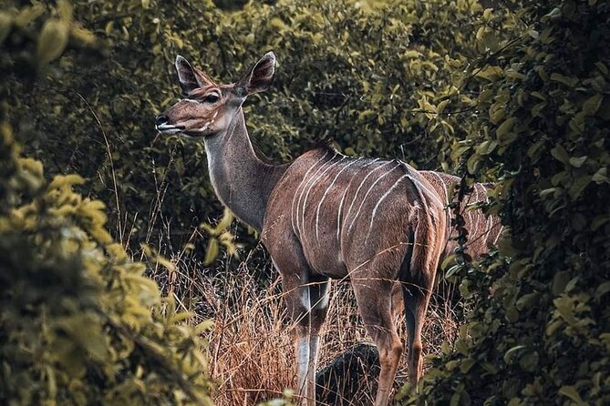 5-Day Tanzania Camping Safari - Frequently Asked Questions