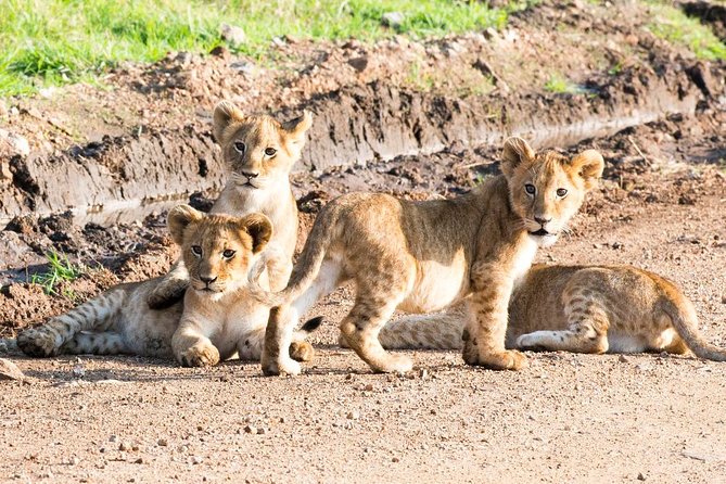 5 Days/4 Nights Kenya Safari - Booking and Logistics
