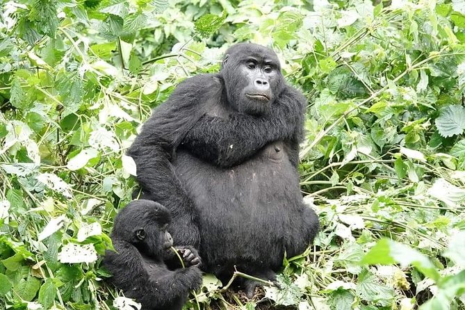 5 Days Gorillas and Chimpanzee Tracking - Booking Information