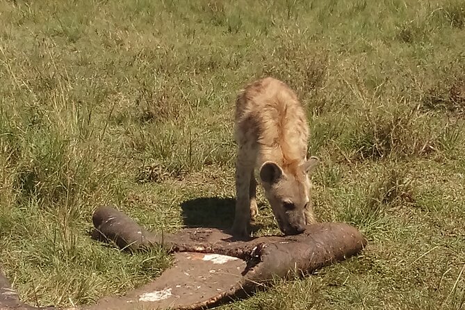 5 Days Safari to Amboseli N/P, Lake Naivasha, Maasai Mara N/R. - Accessibility Features