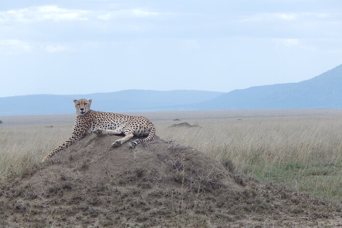 5 Days Safari to Serengeti, Ngorongoro, Tarangire From Arusha - Traveler Reviews and Ratings