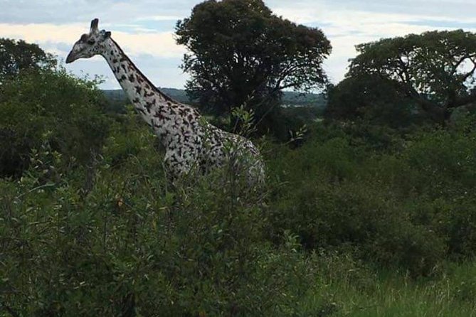 5 Days Safari Tour Itinerary: Delight With Luxury Safaris in 3 National Parks - Booking Information
