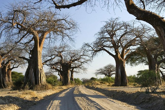 5 Days Serengeti Wildebeest Migration Safari - Pricing and Reviews