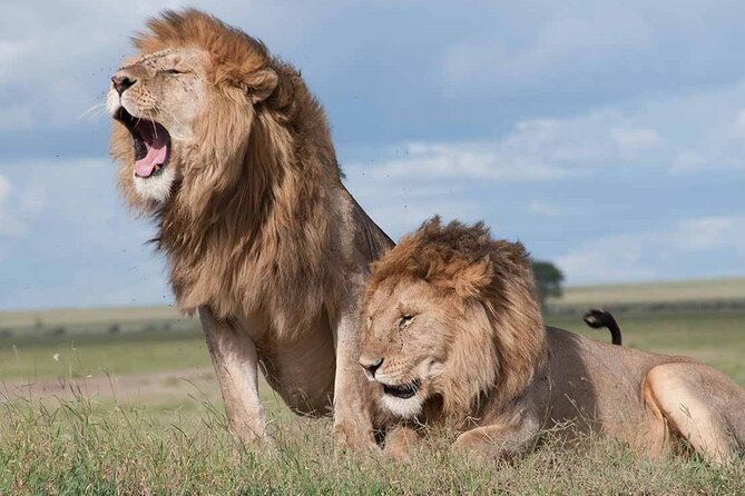 5 Hour Private Tour Nairobi National Park Or Evening Game Drive - Tour Ratings and Recommendations