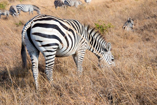5 Hours Nairobi National Park Private Tour - Tour Reviews