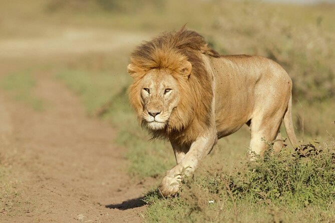 6- Day Adventure Lodge Safari to See Migration - Travel Tips and Recommendations