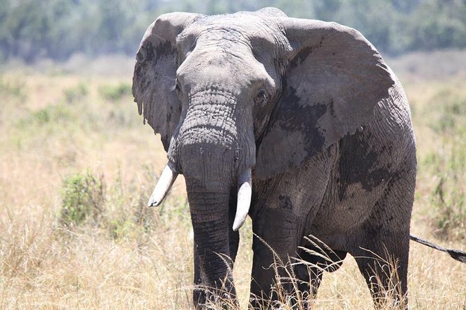 6-Day Samburu, Lake Nakuru, and Masai Mara Safari - Booking Information