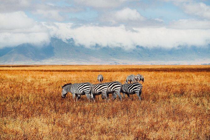 6 Days Best of Kenya Safaris Maasai Mara-Lake Nakuru Amboseli National Park - Booking Information and Pricing