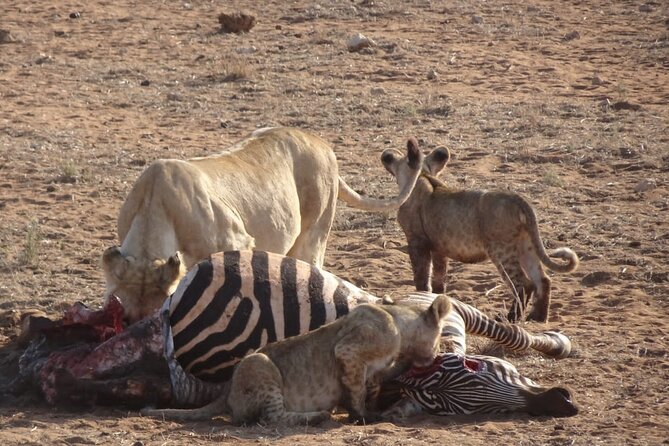6 Days Kenya Masai Mara,Lake Nakuru & Amboseli Wildlife Safari - Traveler Recommendations