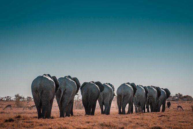 6 Days Maasai Mara/Nakuru/Amboseli Group Safari - Reviews and Ratings