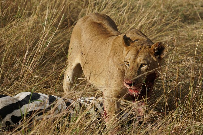 6 Days Migration Crossing in Mara River Northern Serengeti - Traveler Experiences and Reviews