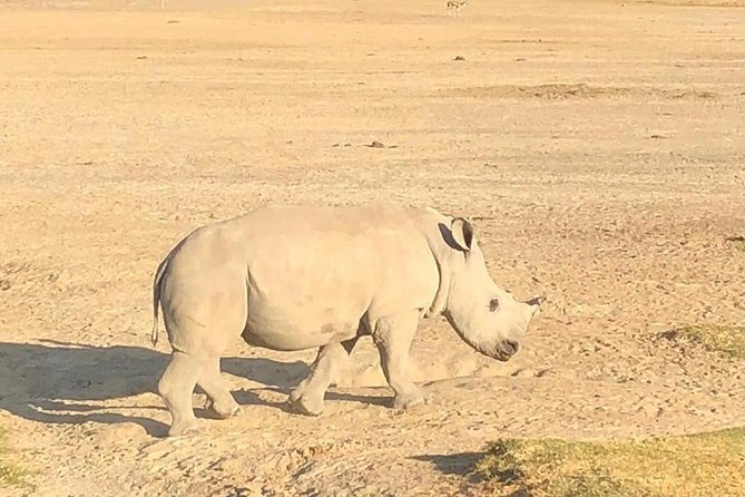 6 Days Safari - Visit; Masai Mara, Lake Nakuru & Amboseli - Booking and Confirmation