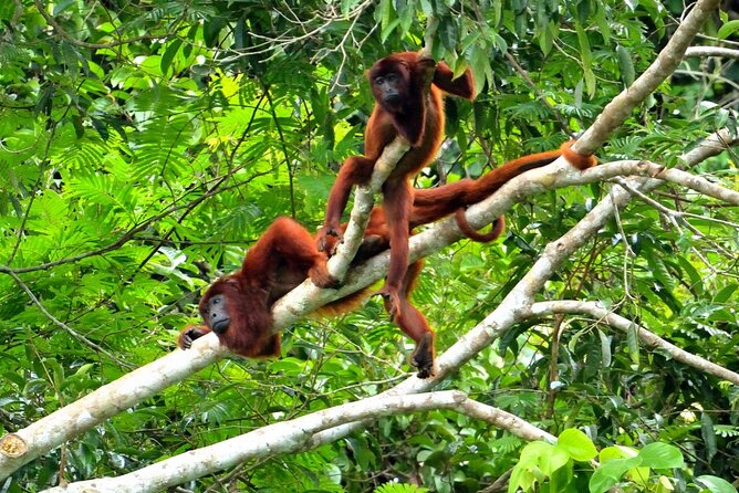 6 Days Tour in Manu National Park / Cusco - Puerto Maldonado - What to Bring
