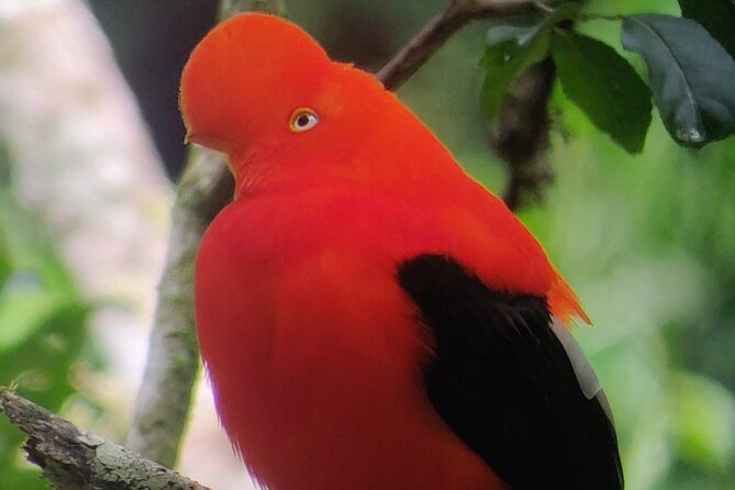 7 Days and 6 Nights Private Tour Manu National Park in Cusco - Packing and Preparation