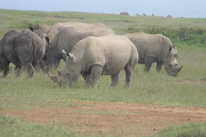 7 Days Maasai Mara-Lake Nakuru-Lake Naivasha & Amboseli - Pickup and Drop-off Details