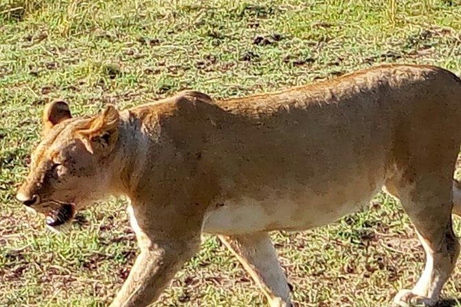 7 Days Mara/L.Naivasha/L.Nakuru/Amboseli - Customer Reviews