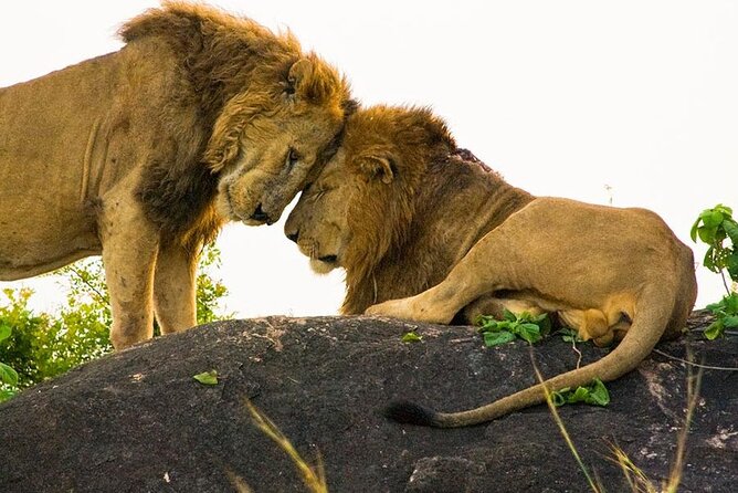 8-Day Murchison Falls, Chimp and Epic Gorilla Trekking - Tour Highlights and Inclusions